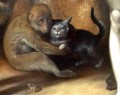 Cornelis Cornelisz van Haarlem La caída del hombre Mono Gato Rana Erizo
